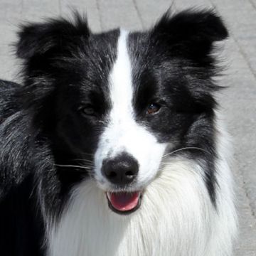 Border Collie