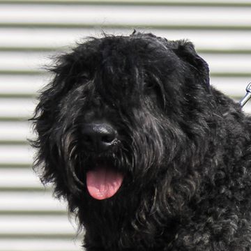 Bouvier des Flandres