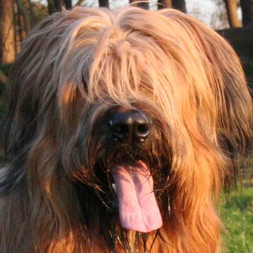 Briard