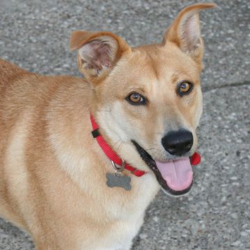 Canaan Dog