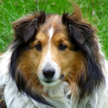 Rough Collie