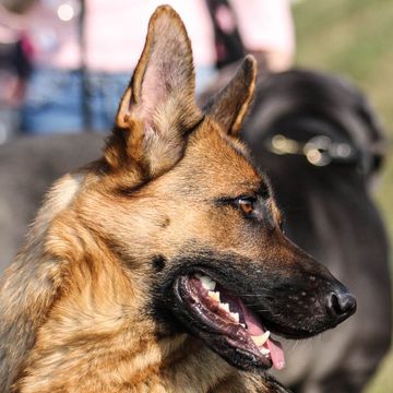 Deutscher Schäferhund