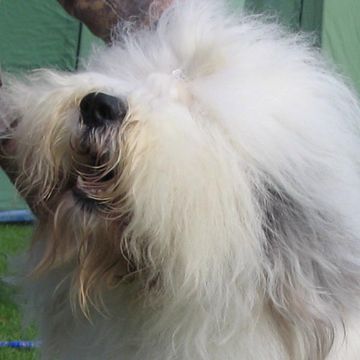 Old English Sheepdog