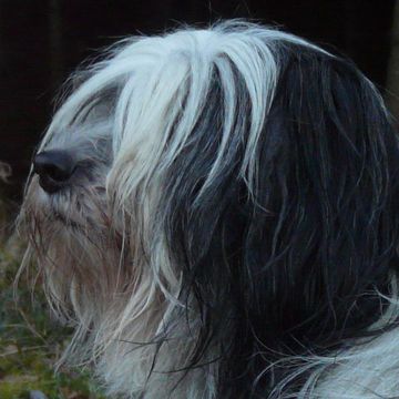 Polish Lowland Sheepdog