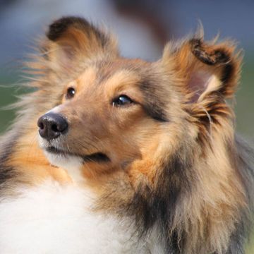 Shetland Sheepdog