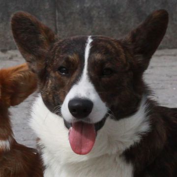 Welsh Corgi (Cardigan)