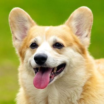 Welsh Corgi (Pembroke)