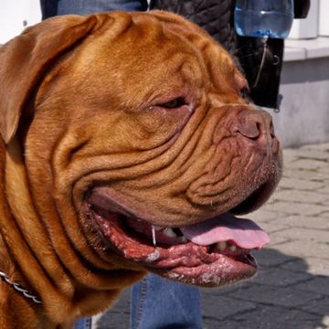 Dogue de Bordeaux