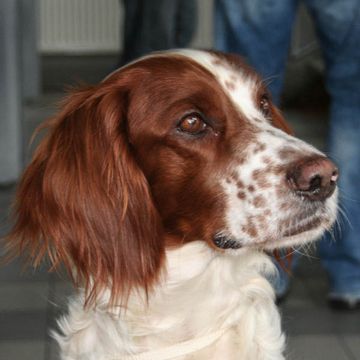 Irish Red And White Setter