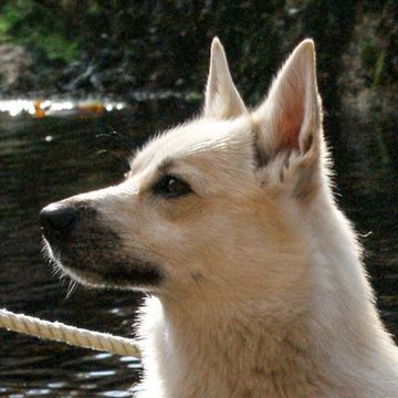 Norwegischer Buhund