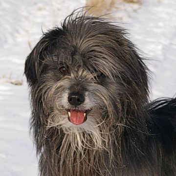 Pyrenean Shepherd