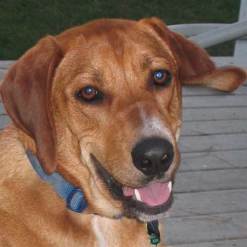 Redbone Coonhound