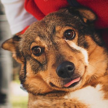 Swedish Vallhund