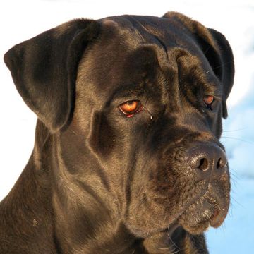 Cane Corso Italiano