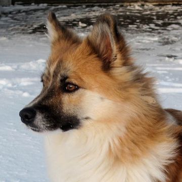 Icelandic Sheepdog