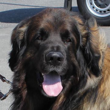 Leonberger