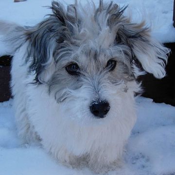 Coton de Tulear