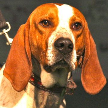 American English Coonhound