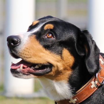 Entlebucher Sennenhund