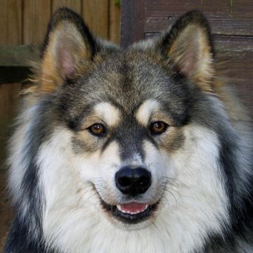 Finnischer Lapphund