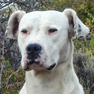 Dogo Argentino