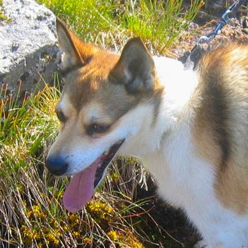 Norwegischer Lundehund