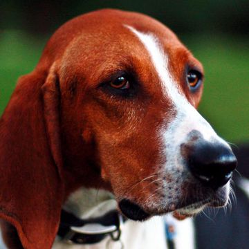 Treeing Walker Coonhound