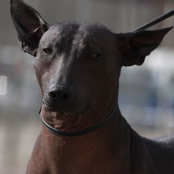 Xoloitzcuintli