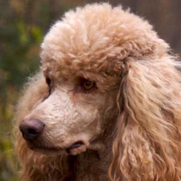 Poodle (Miniature)