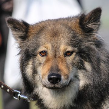 Eurasier