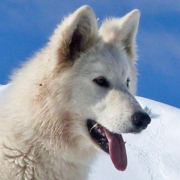 Berger Blanc Suisse