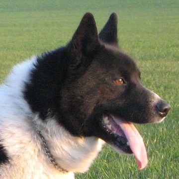 Karelian Bear Dog