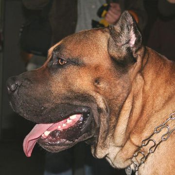 Perro de Presa Canario