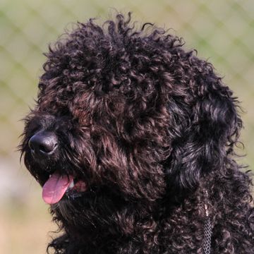 Spanish Water Dog