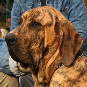 Fila Brasileiro