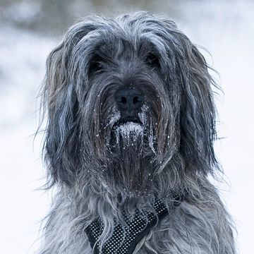 Catalan Sheepdog