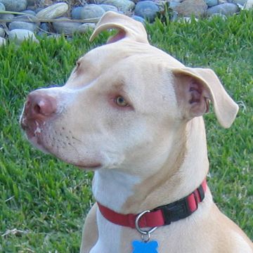 American Pit Bull Terrier