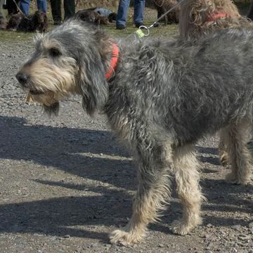 Griffon Nivernais