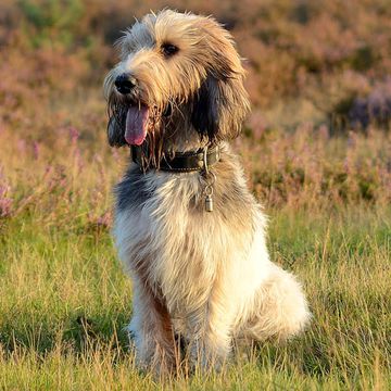 Grand Basset Griffon Vendéen