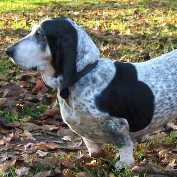 Basset Bleu de Gascogne