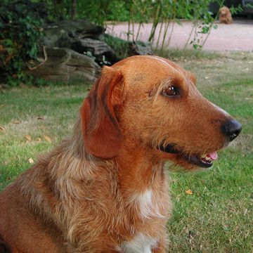 Basset fauve de Bretagne