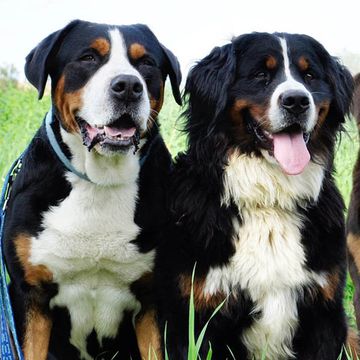 Appenzeller Sennenhund