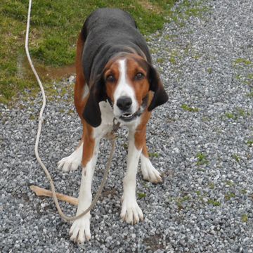 Finnish Hound