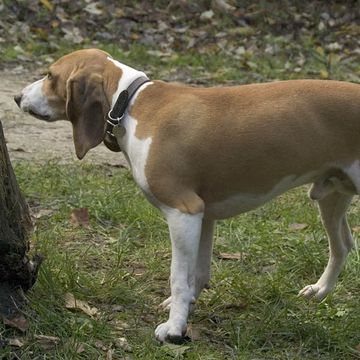 Small Swiss Hound