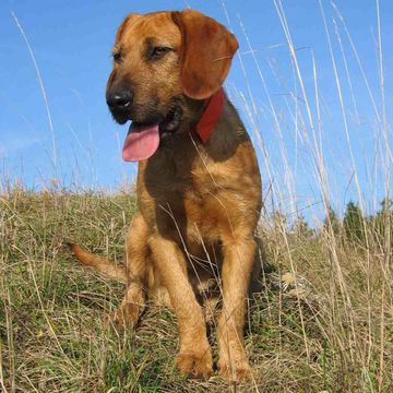 Styrian Coarse-haired Hound