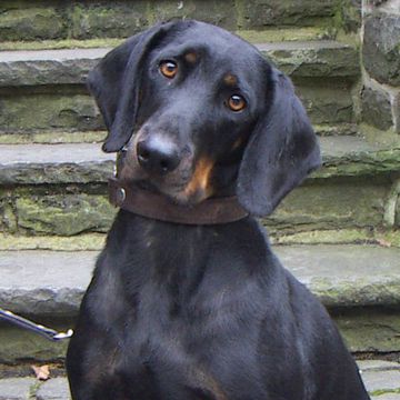 Austrian Black and Tan Hound