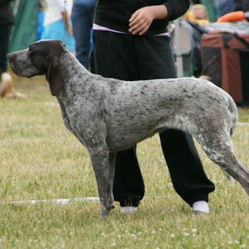 Burgos Pointer