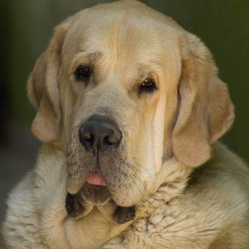 Spanish Mastiff