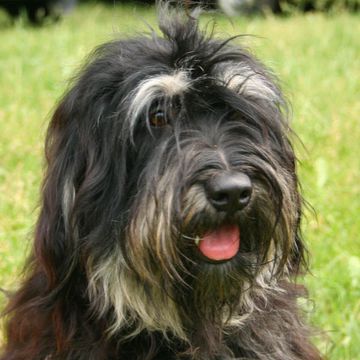 Cão da Serra de Aires