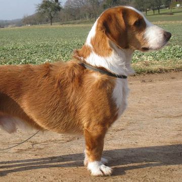 Westphalian Dachsbracke